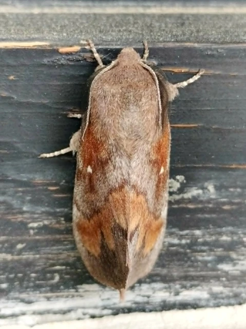 Dendrolimus pini - fenyőpohók