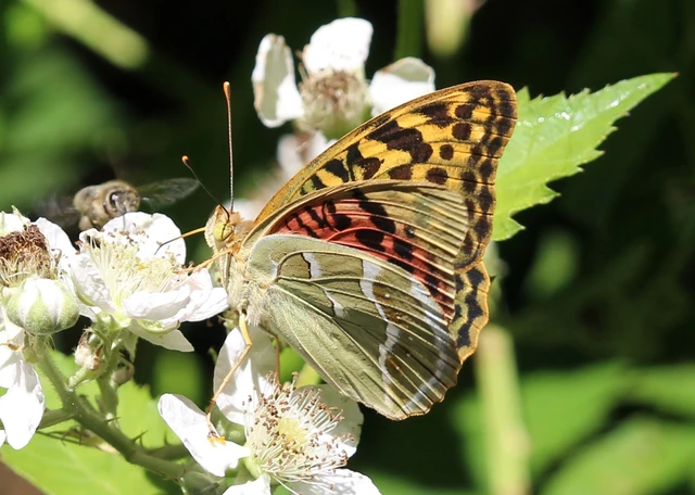 Argynnis pandora - zöldes gyöngyházlepke