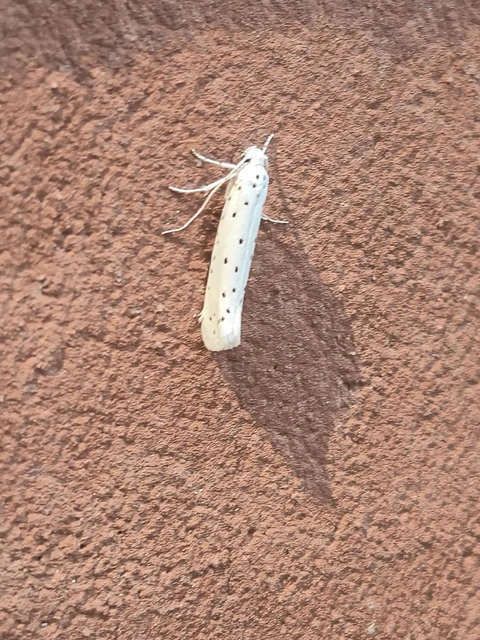 Yponomeuta
