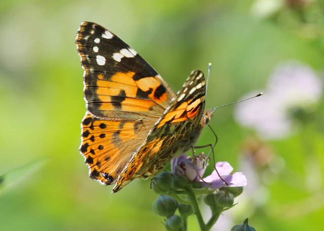 Vanessa cardui - bogáncslepke