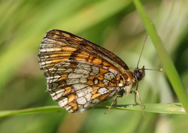 Melitaea athalia - közönséges tarkalepke