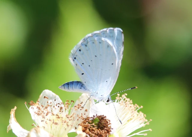 Celastrina argiolus - bengeboglárka