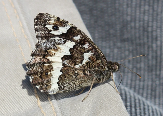 Brintesia circe - fehéröves szemeslepke