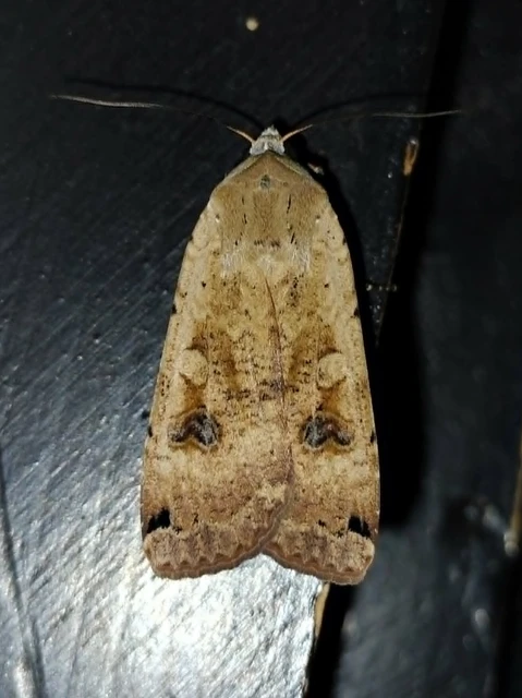 Noctua pronuba - nagy sárgafűbagoly