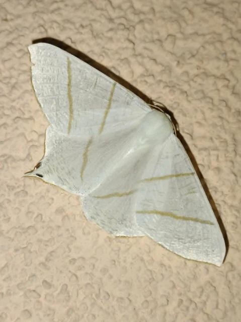 Ourapteryx sambucaria - fecskefarkú araszoló