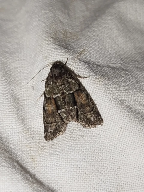 Cryphia fraudatricula - homoki zuzmóbagoly