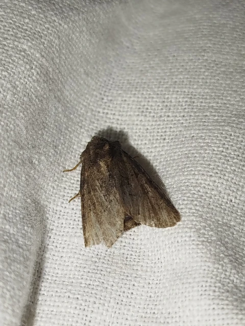 Oligia latruncula - fekete dudvabagoly