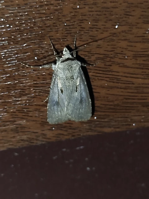 Agrotis exclamationis - felkiáltójeles földibagoly