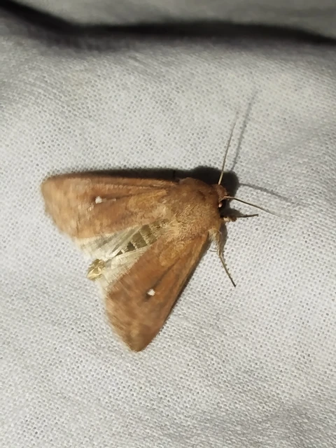 Mythimna albipuncta - fehérpettyes rétibagoly