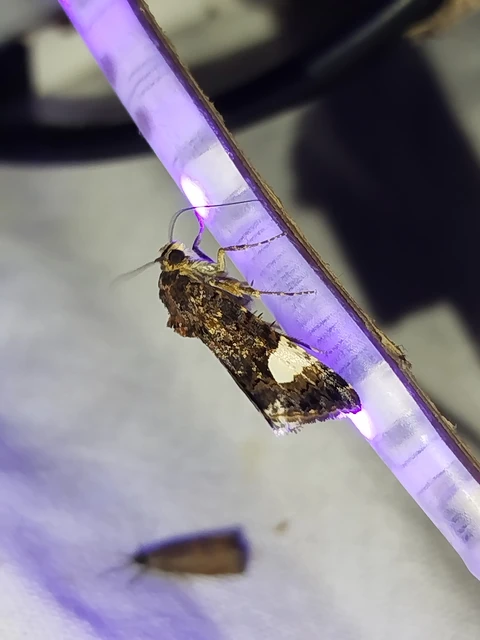 Tyta luctuosa - fekete nappalibagoly