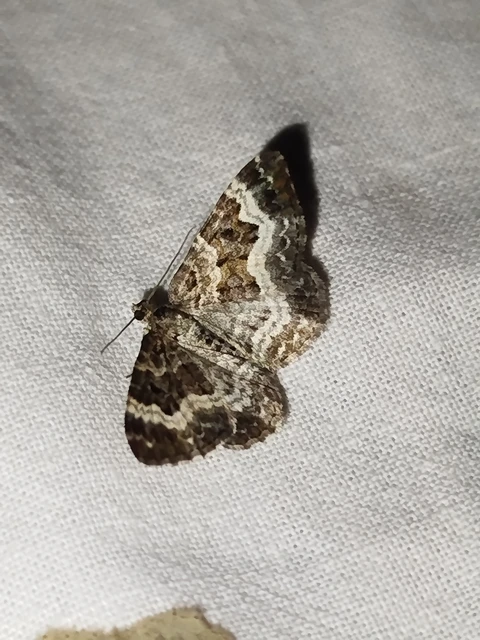 Epirrhoe alternata - galaj-tarkaaraszoló