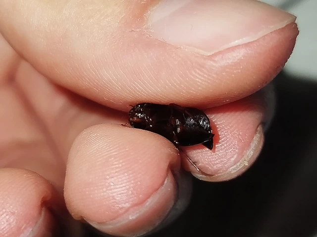 Dytiscidae - csíkbogárfélék