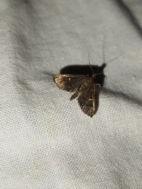 Dolicharthria stigmosalis - balkáni tűzmoly