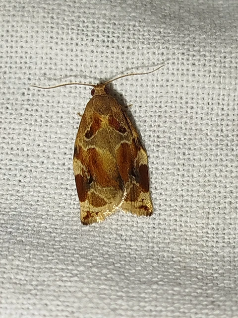 Archips xylosteana - kökényszövő sodrómoly