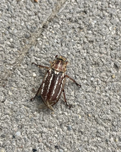Anoxia orientalis - keleti cserebogár