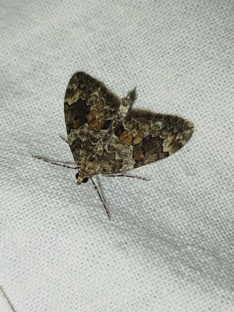 Thera variata/britannica