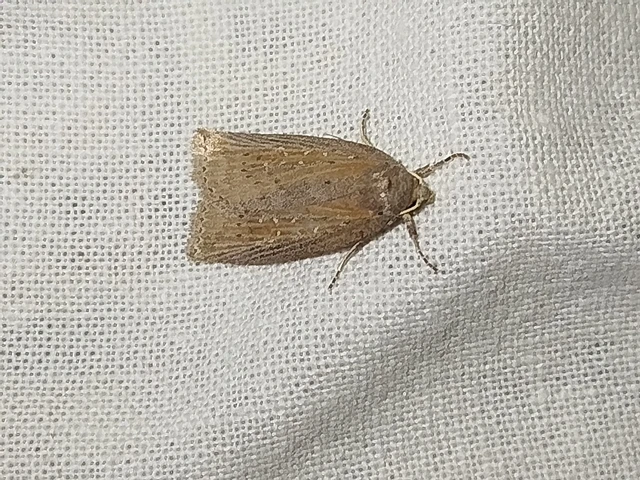 Chilodes maritima - négyfoltos nádibagoly