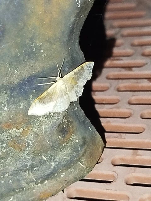 Idaea degeneraria - barnasávos araszoló