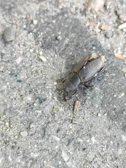 Sphenophorus