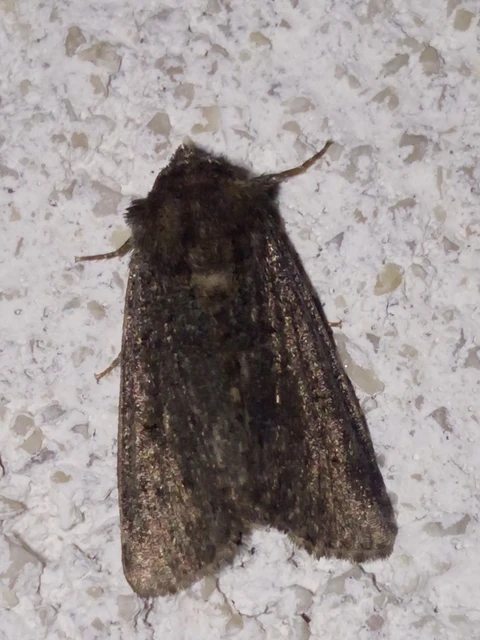 Oligia strigilis/latruncula/versicolor