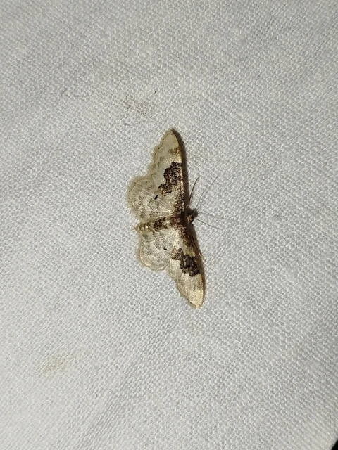 Idaea rusticata - tarka apróaraszoló