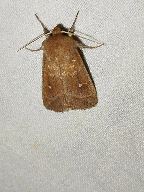 Mythimna albipuncta - fehérpettyes rétibagoly