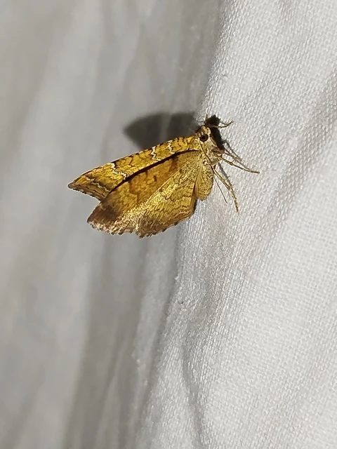 Camptogramma bilineata - kétvonalas sávosaraszoló