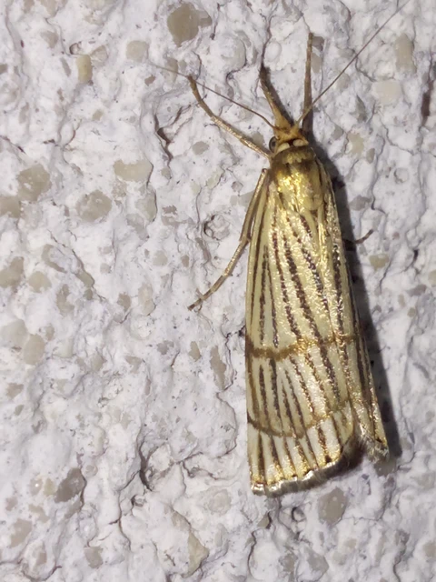 Chrysocrambus linetella - déli fűgyökérmoly
