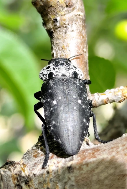 Capnodis tenebrionis - kökény-tükrösdíszbogár