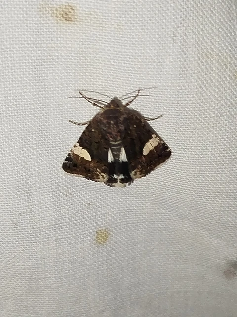 Tyta luctuosa - fekete nappalibagoly