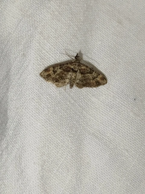 Gymnoscelis rufifasciata - vöröscsíkos törpearaszoló