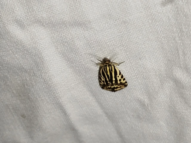 Emmelia trabealis - zebrabagoly