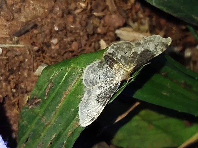 Idaea filicata - sötéttövű apróaraszoló