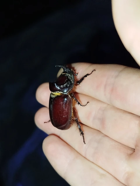 Oryctes nasicornis - orrszarvú bogár