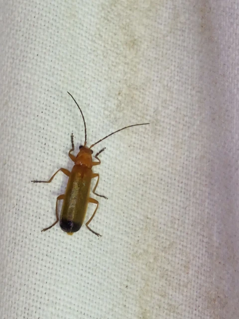 Rhagonycha fulva - feketevégű lágybogár