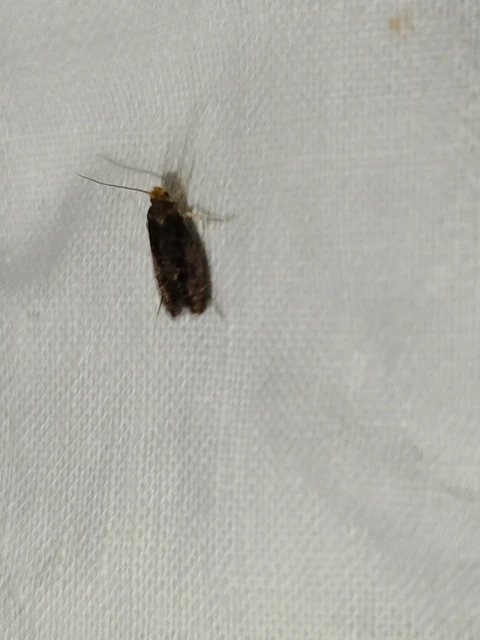 Cephimallota angusticostella - rozsdás hulladékmoly