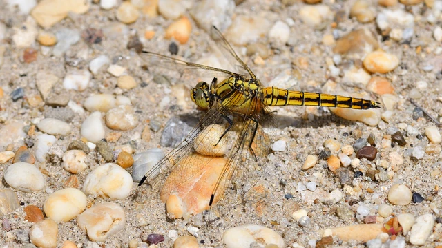Orthetrum cancellatum - feketefarkú pásztorszitakötő