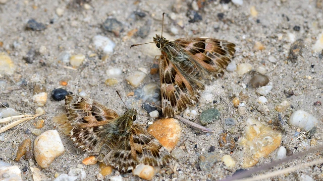 Carcharodus alceae - mályva-busalepke