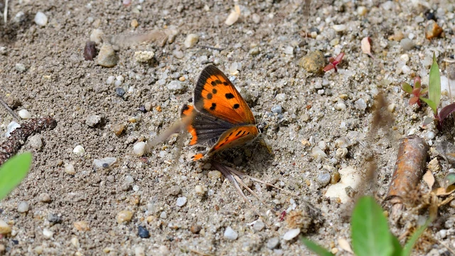 Lycaena phlaeas - közönséges tűzlepke Lycaena phlaeas - közönséges tűzlepke