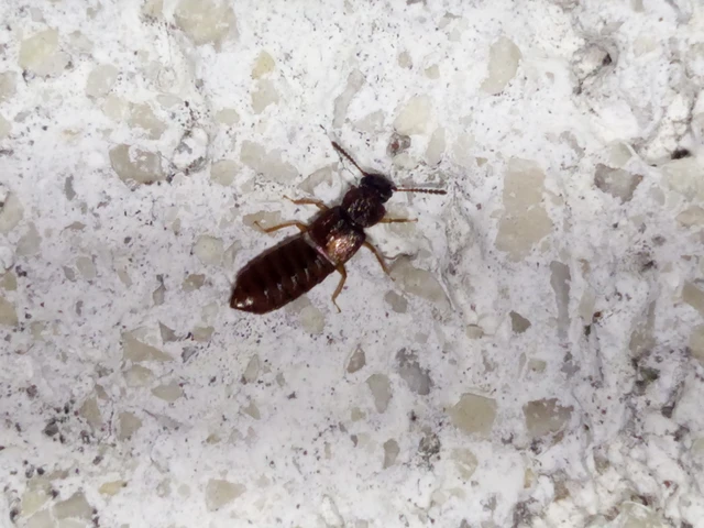 Anotylus rugosus - rovátkáshátú korhóholyva Anotylus rugosus - rovátkáshátú korhóholyva
