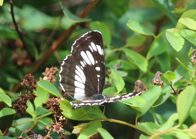 Neptis rivularis - nagy fehérsávoslepke