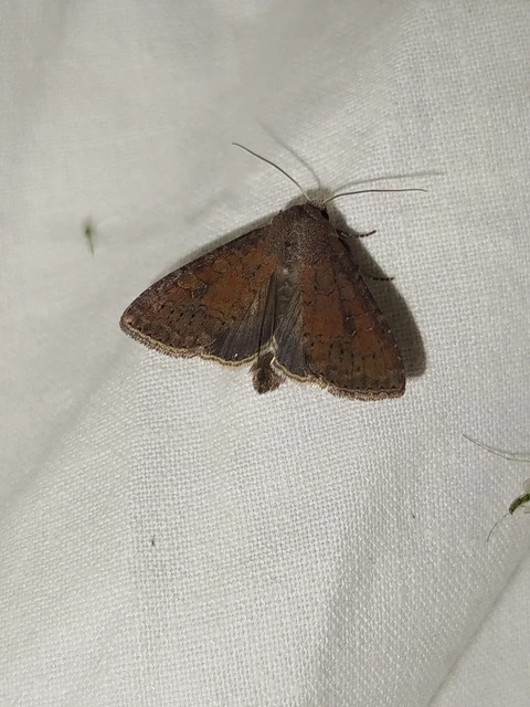 Parastichtis suspecta - sötét erdeibagoly