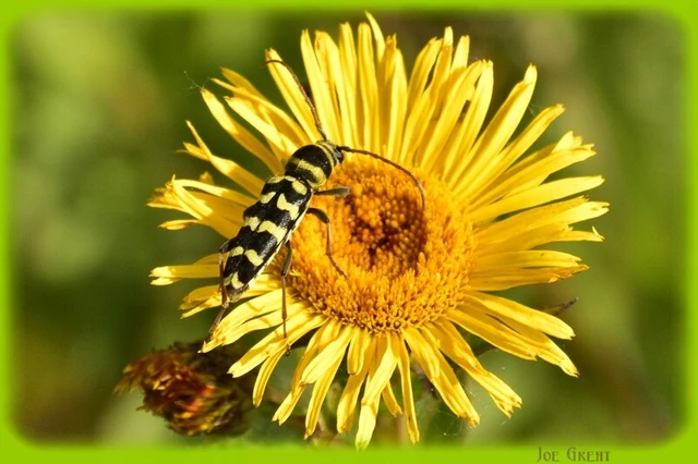 Echinocerus floralis - lucerna-darázscincér