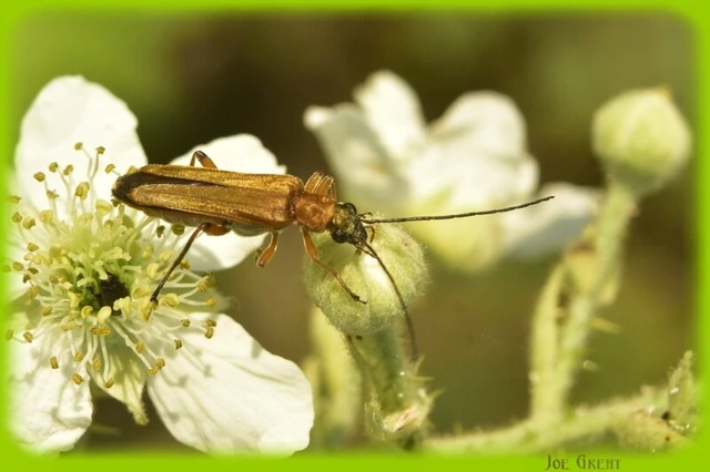 Oedemera podagrariae - székfű-álcincér