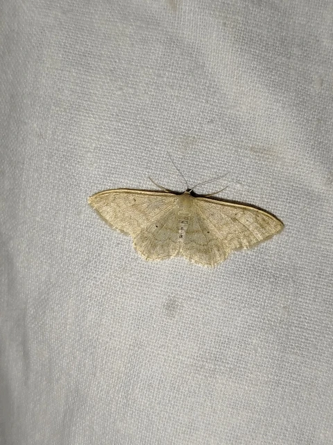 Idaea deversaria - egyszínű sávosaraszoló
