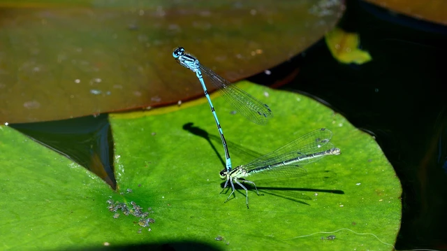 Coenagrion puella - azúrkék légivadász