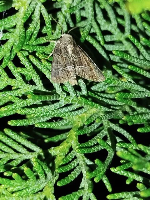 Oligia strigilis/latruncula/versicolor