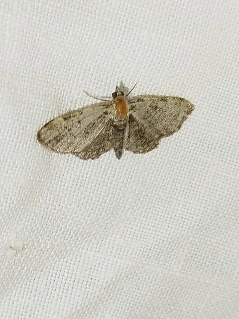 Pasiphila chloerata - hamvas törpearaszoló