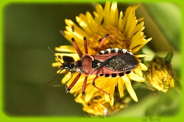 Rhynocoris iracundus - közönséges gyilkospoloska