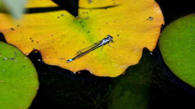 Ischnura elegans pontica - kéköves légivadász